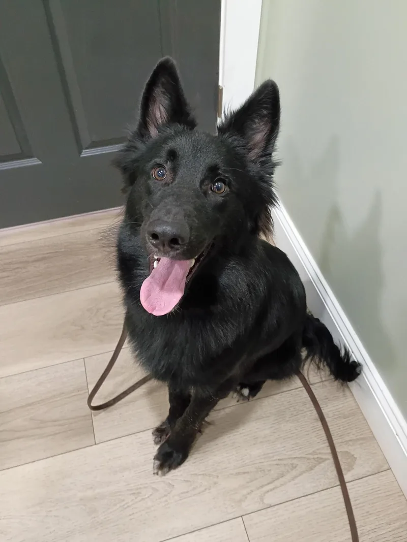 A young medium-sized male Black German Shepherd Dog dog named Hanson for adoption in Catlettsburg, KY