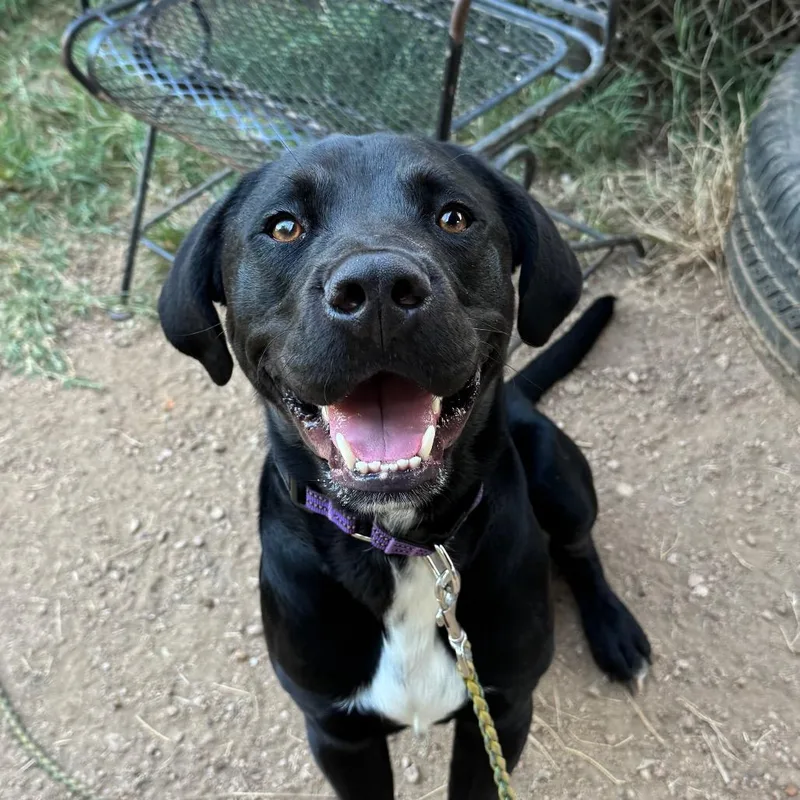 An adult medium-sized male Black Labrador Retriever dog named Augusta for adoption in Austin, TX