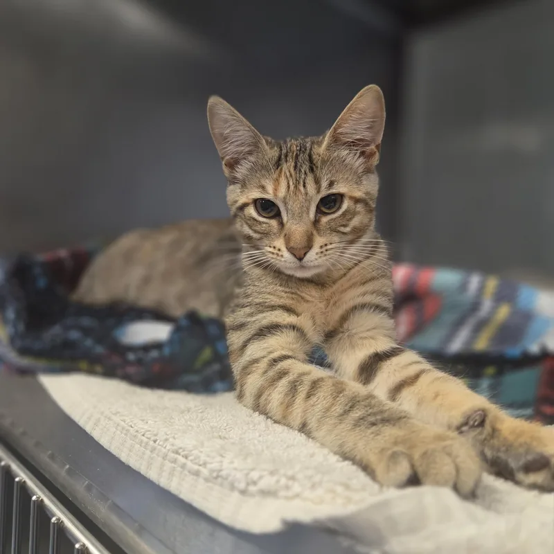 A young medium-sized female Domestic Short Hair cat named Lucy for adoption in Old Bridge, NJ