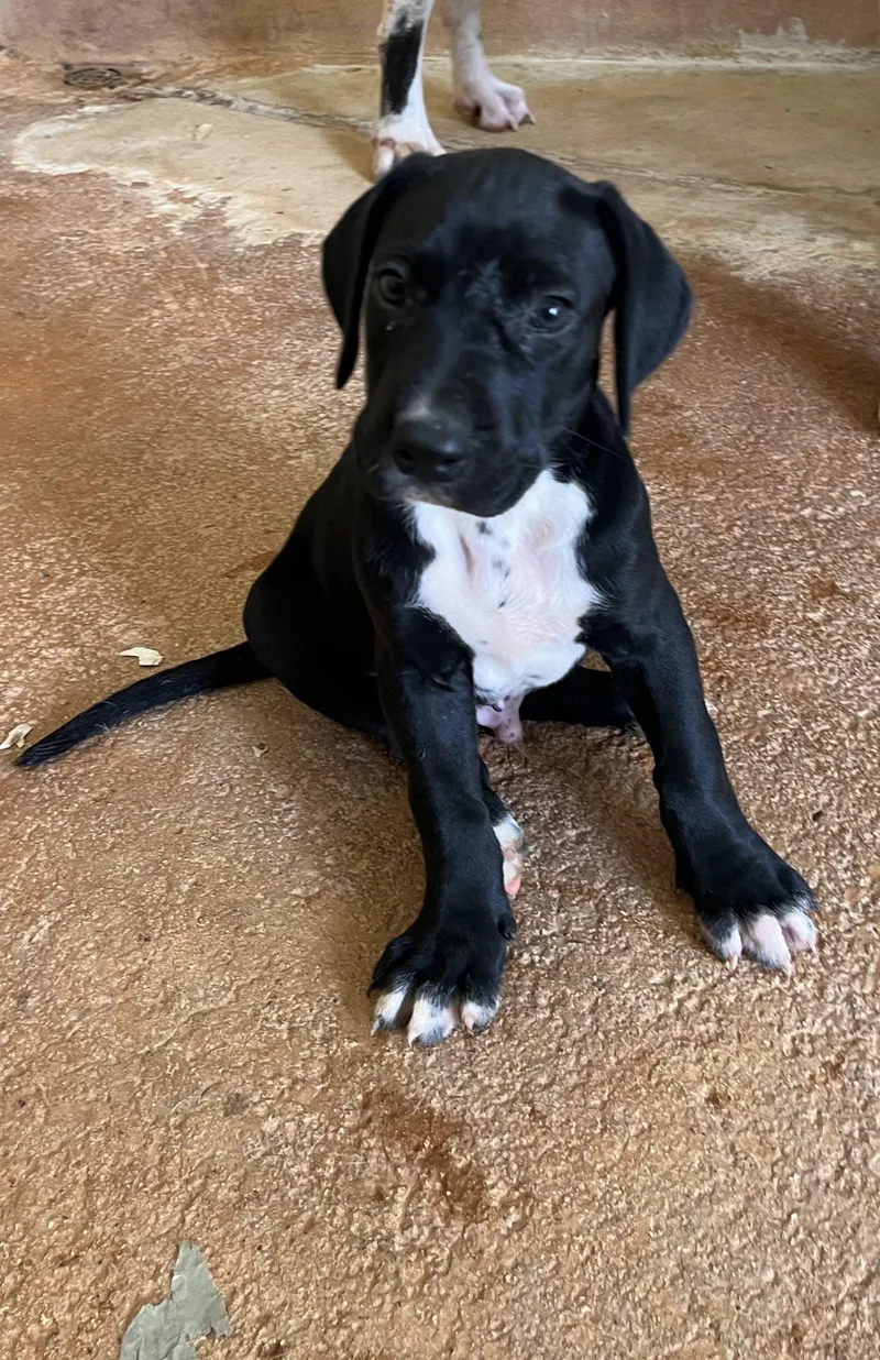 A baby extra large-sized male Great Dane dog named Henry for adoption in Pine Beach, NJ