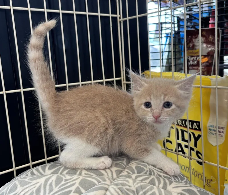 A baby medium-sized female Orange & White Domestic Medium Hair cat named Dolly for adoption in Montgomery, TX