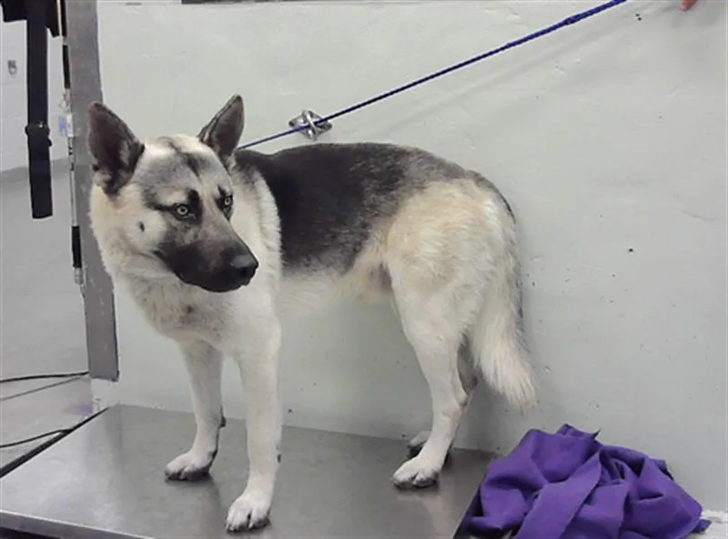 A young large-sized male German Shepherd Dog dog named Timoteo for adoption in Houston, TX