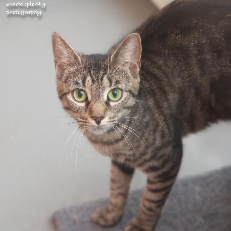 A young medium-sized female Domestic Short Hair cat named Kahpik for adoption in Ridgefield, CT