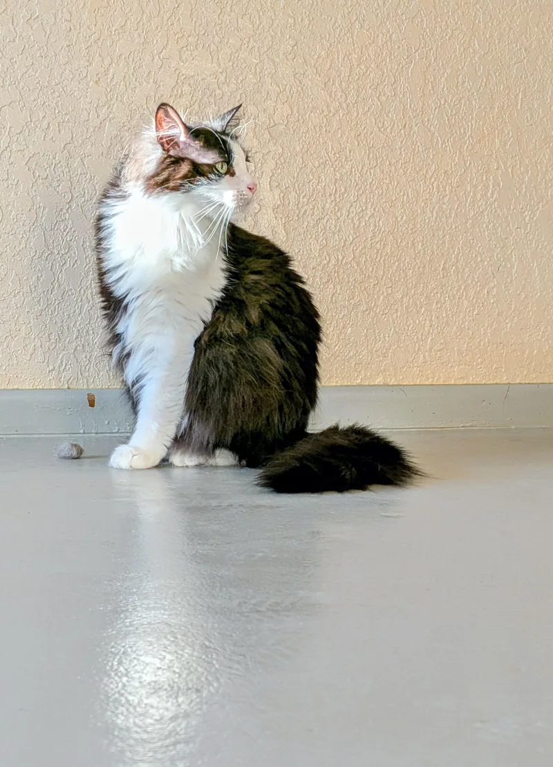 An adult large-sized male Black & White / Tuxedo Domestic Long Hair cat named Blackie Chan for adoption in Sonoita, AZ