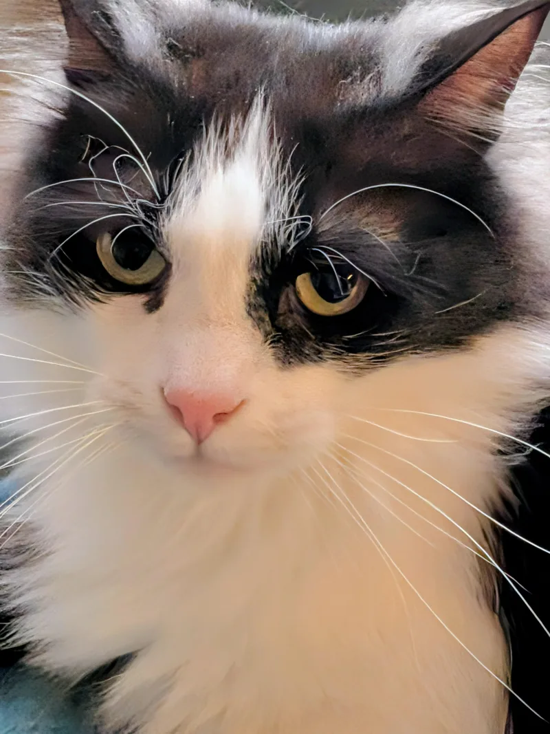 Blackie Chan thumbnail 2