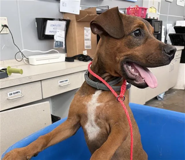 A baby large-sized male Mixed Breed dog named Ranger for adoption in Dallas, TX