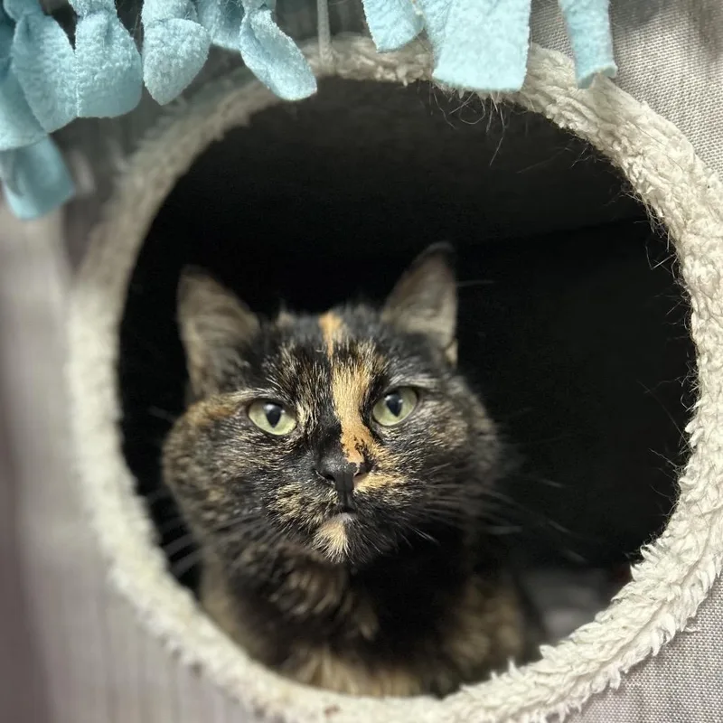 An adult small-sized female Tortoiseshell Domestic Short Hair cat named Honey Badger for adoption in Bountiful, UT