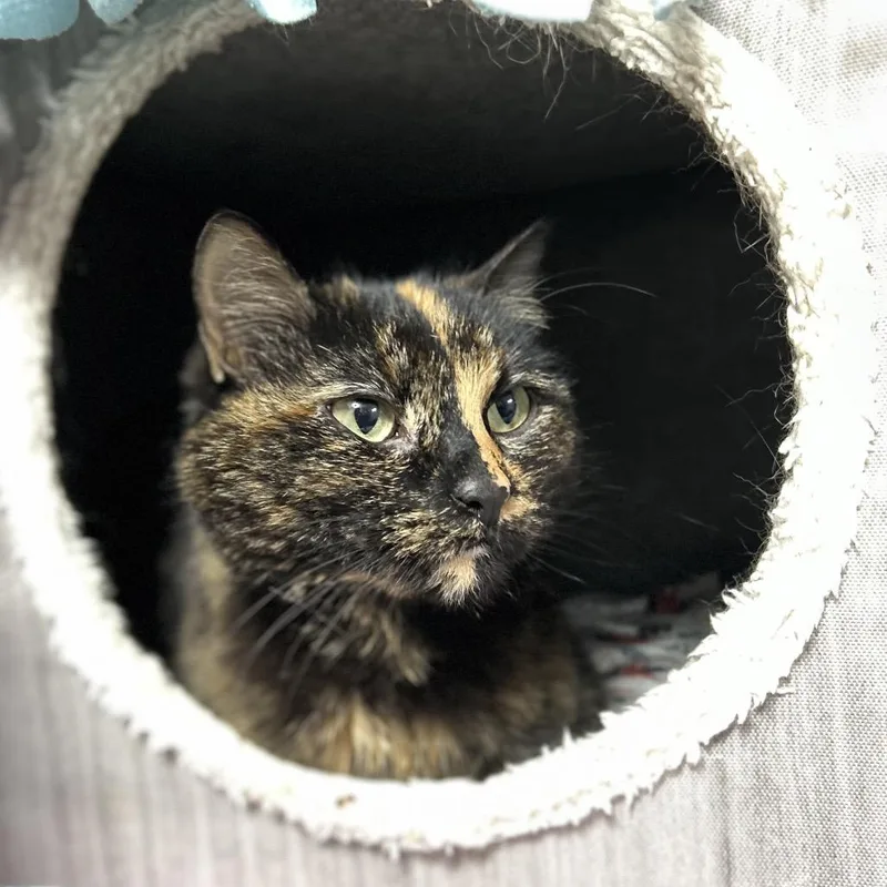 Honey Badger thumbnail 2