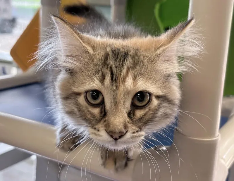 A baby small-sized female Torbie Domestic Short Hair cat named Rogue for adoption in Columbus, IN