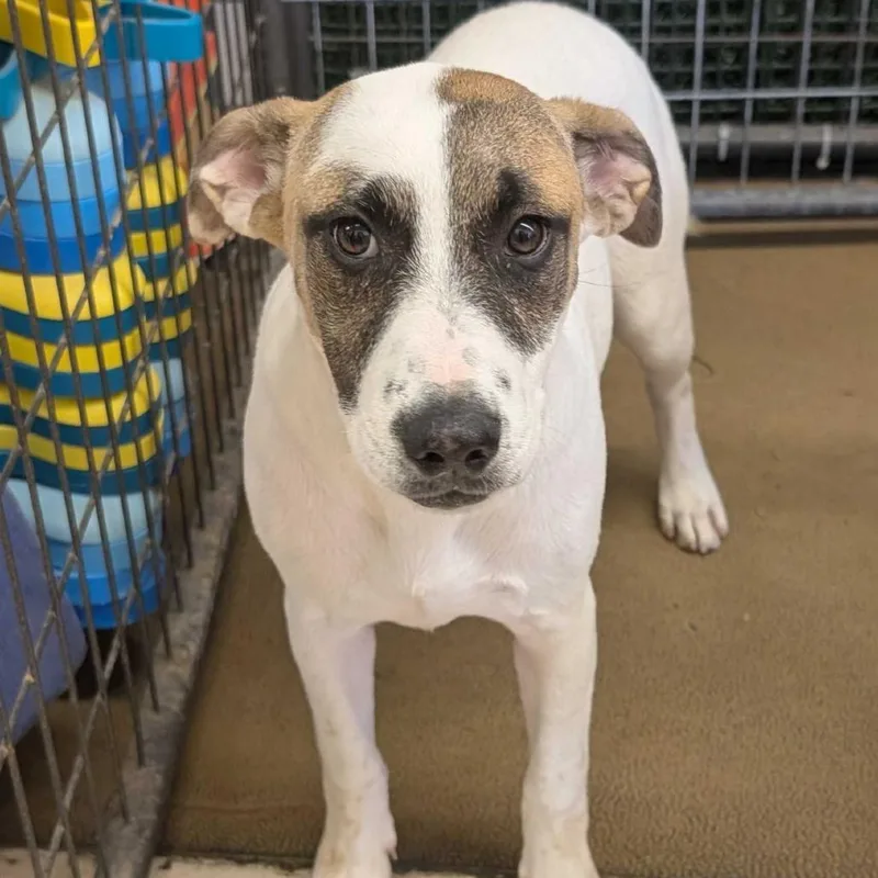 A baby medium-sized female White / Cream Beagle dog named Bailey for adoption in Grand Junction, CO
