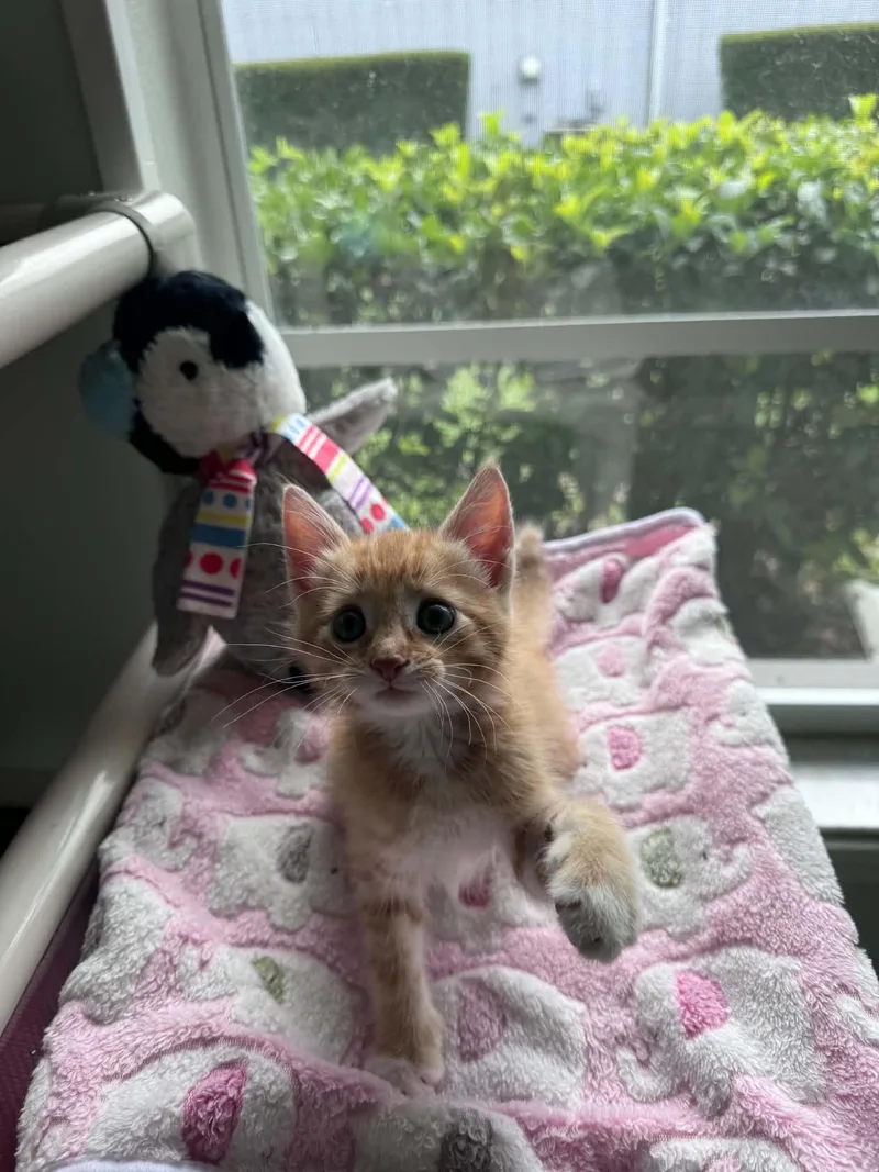 A baby small-sized male Tabby (Orange / Red) Domestic Short Hair cat named Magmar for adoption in Myakka City, FL