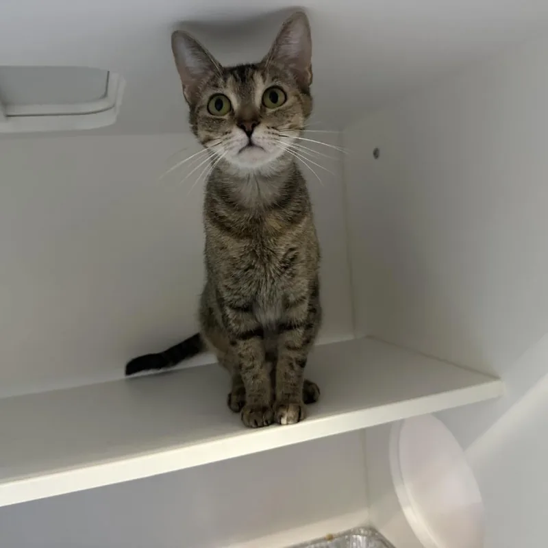 An adult medium-sized female Brown / Chocolate Domestic Short Hair cat named Milkbones for adoption in Greensboro, NC