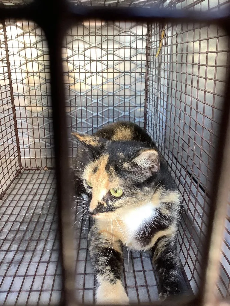 A young small-sized female Domestic Short Hair cat named Chawls for adoption in New Braunfels, TX