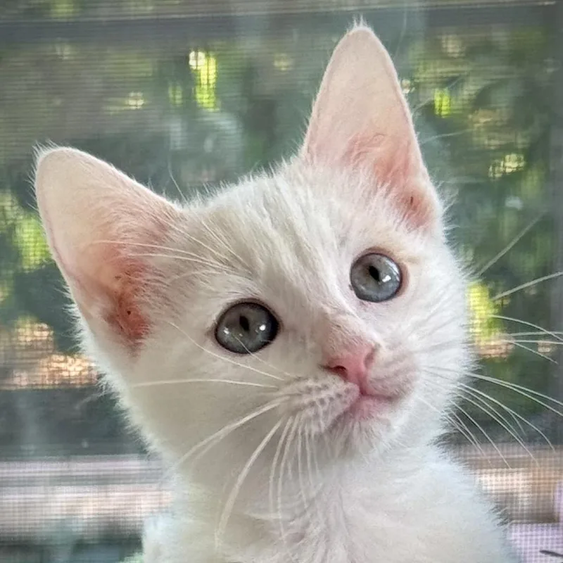 A baby small-sized female Orange / Red Domestic Short Hair cat named Seashell for adoption in North Port, FL
