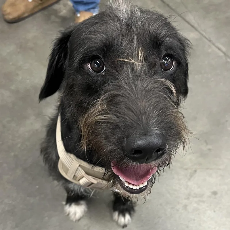 A young medium-sized male Black German Wirehaired Pointer dog named Scruff Mcduff for adoption in Tampa, FL
