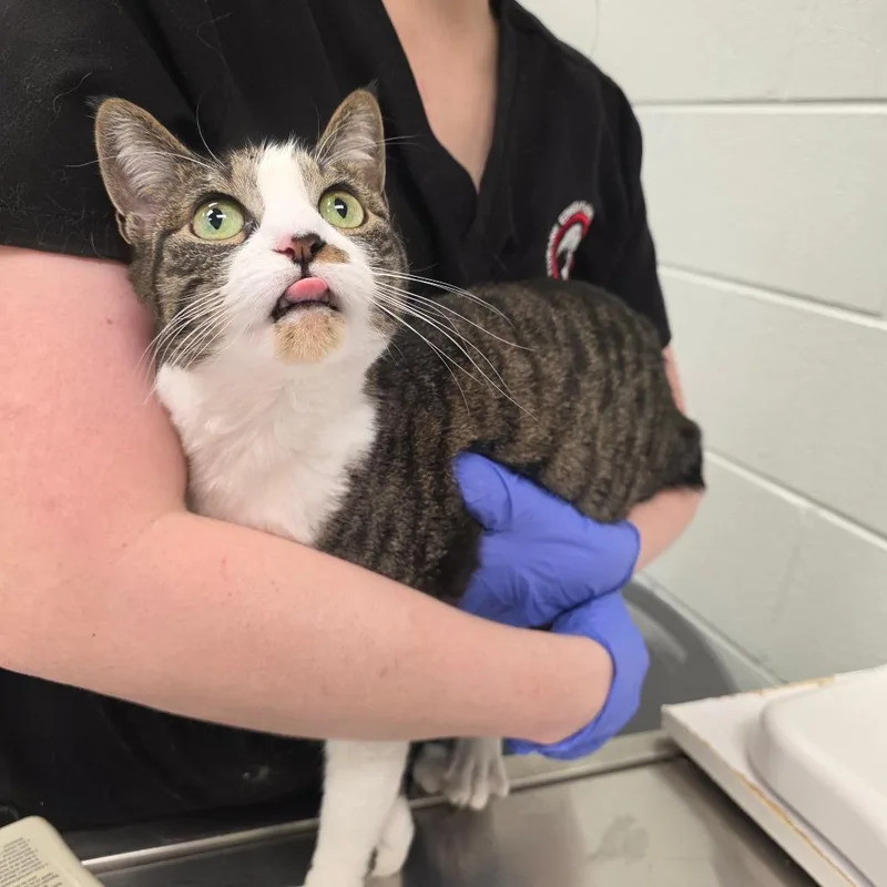 An adult medium-sized female White Domestic Short Hair cat named Cloud for adoption in Chattanooga, TN