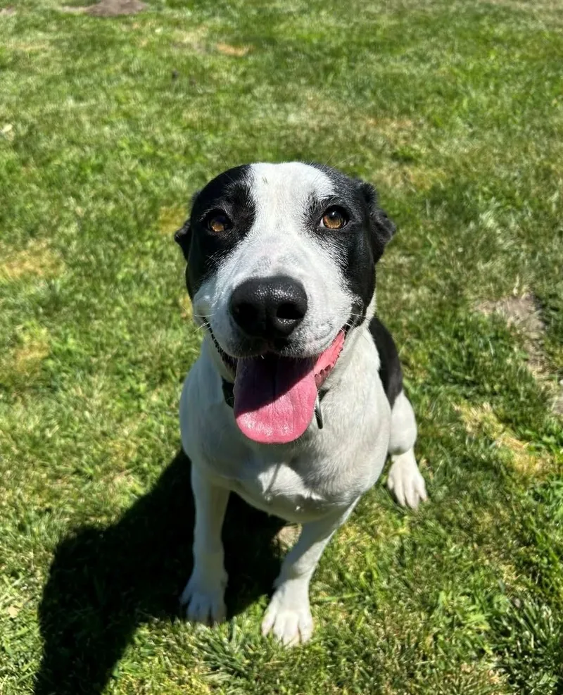 A young medium-sized female White / Cream Border Collie dog named Jazzy for adoption in Manteca, CA