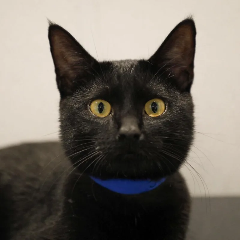 A young large-sized male Black Domestic Short Hair cat named Meelo for adoption in Tampa, FL