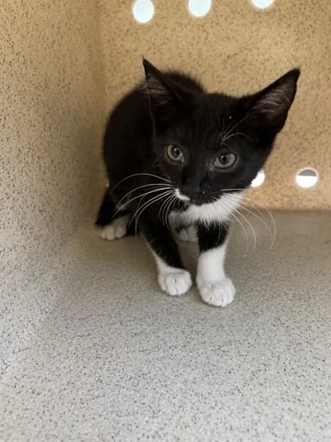 A baby small-sized female Domestic Medium Hair cat named Kristi for adoption in Lancaster, CA