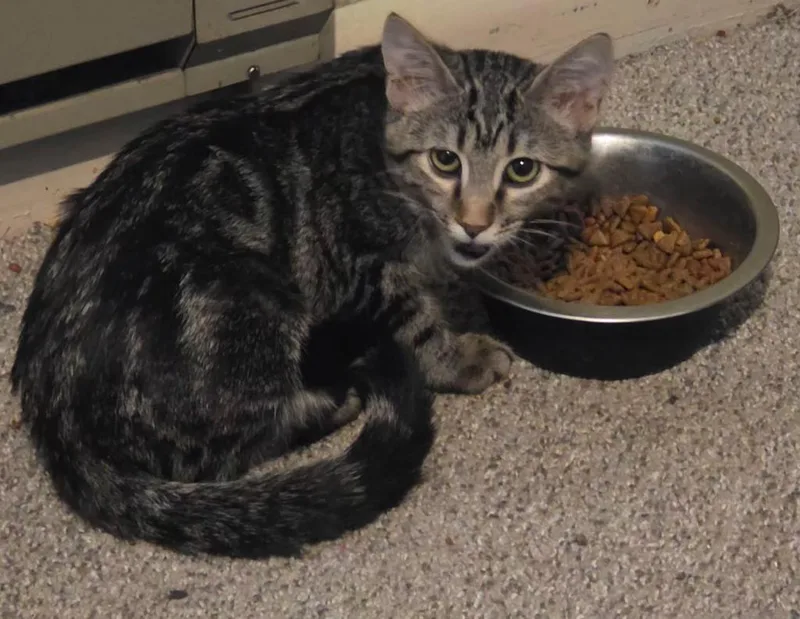 A baby medium-sized female Domestic Short Hair cat named Enola for adoption in Pocatello, ID