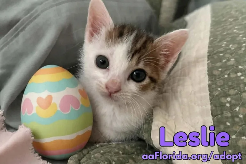 A young medium-sized female Buff & White Domestic Short Hair cat named Leslie for adoption in Pensacola, FL