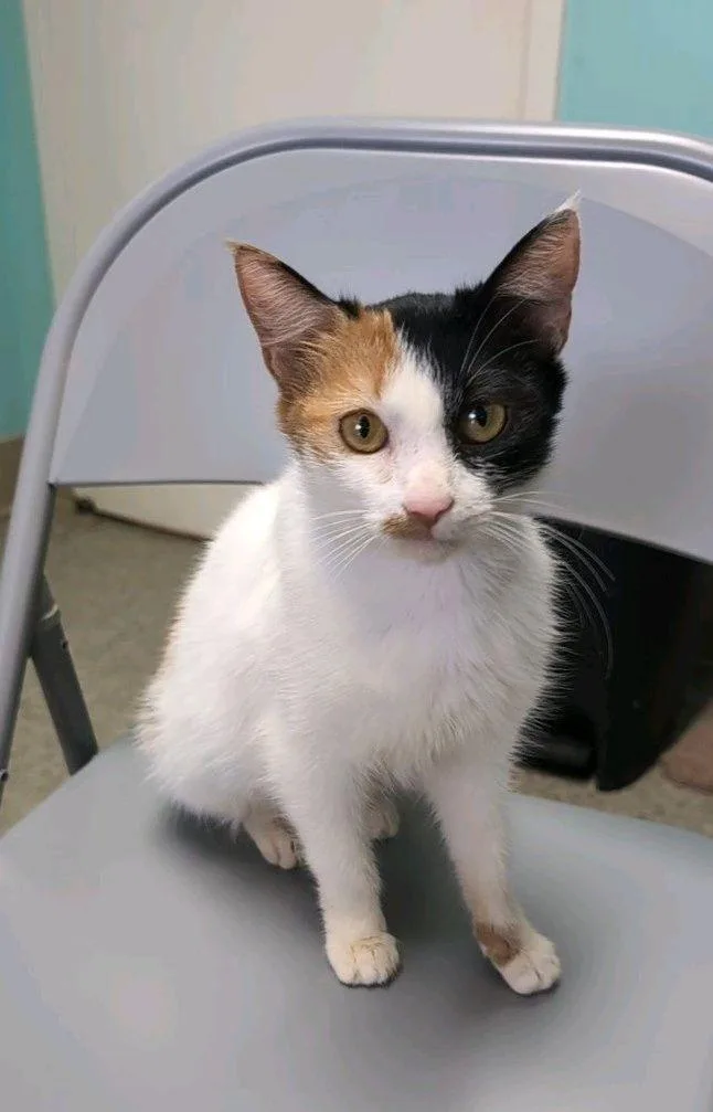 An adult small-sized female Domestic Short Hair cat named Mochi for adoption in Ellijay, GA