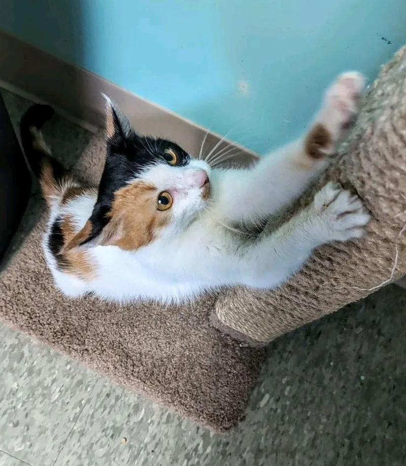 Mochi thumbnail 3