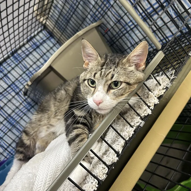 An adult large-sized male Brown / Chocolate Domestic Short Hair cat named Griffin for adoption in Milford, IA