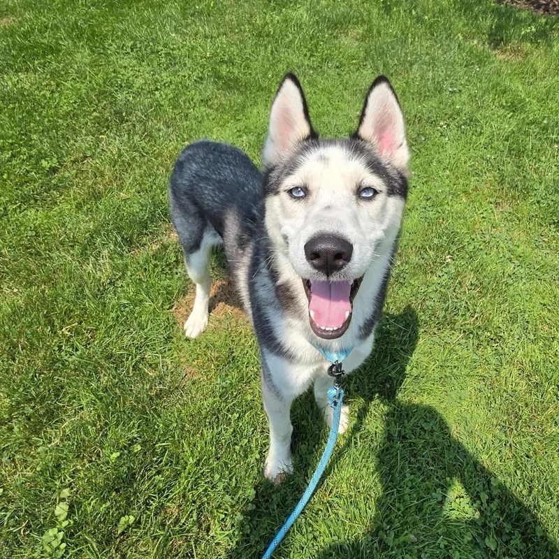 An adult medium-sized male Black Husky dog named Ringo Star for adoption in Middletown, RI