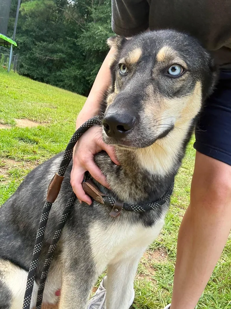 Taz