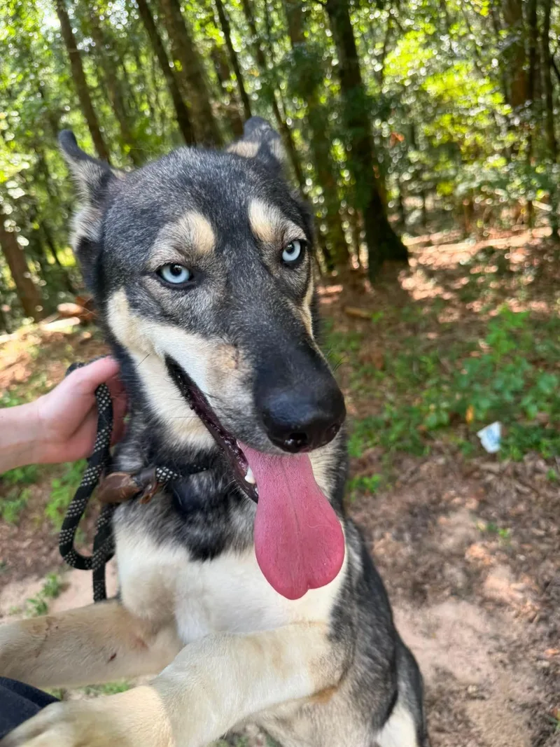Taz thumbnail 3