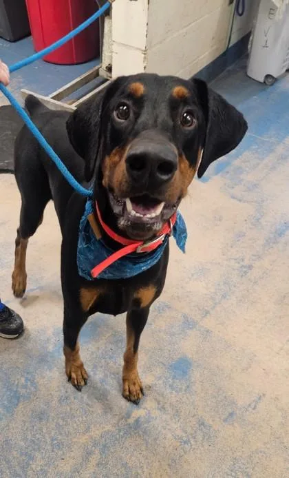 An adult medium-sized male Black Dachshund dog named Joemo for adoption in Inverness, FL
