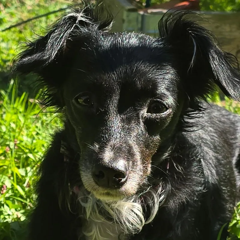 An adult small-sized female Black Terrier dog named Tori for adoption in Bettendorf, IA