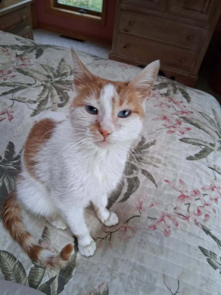 A young large-sized female Orange & White Domestic Short Hair cat named April for adoption in New Woodstock, NY