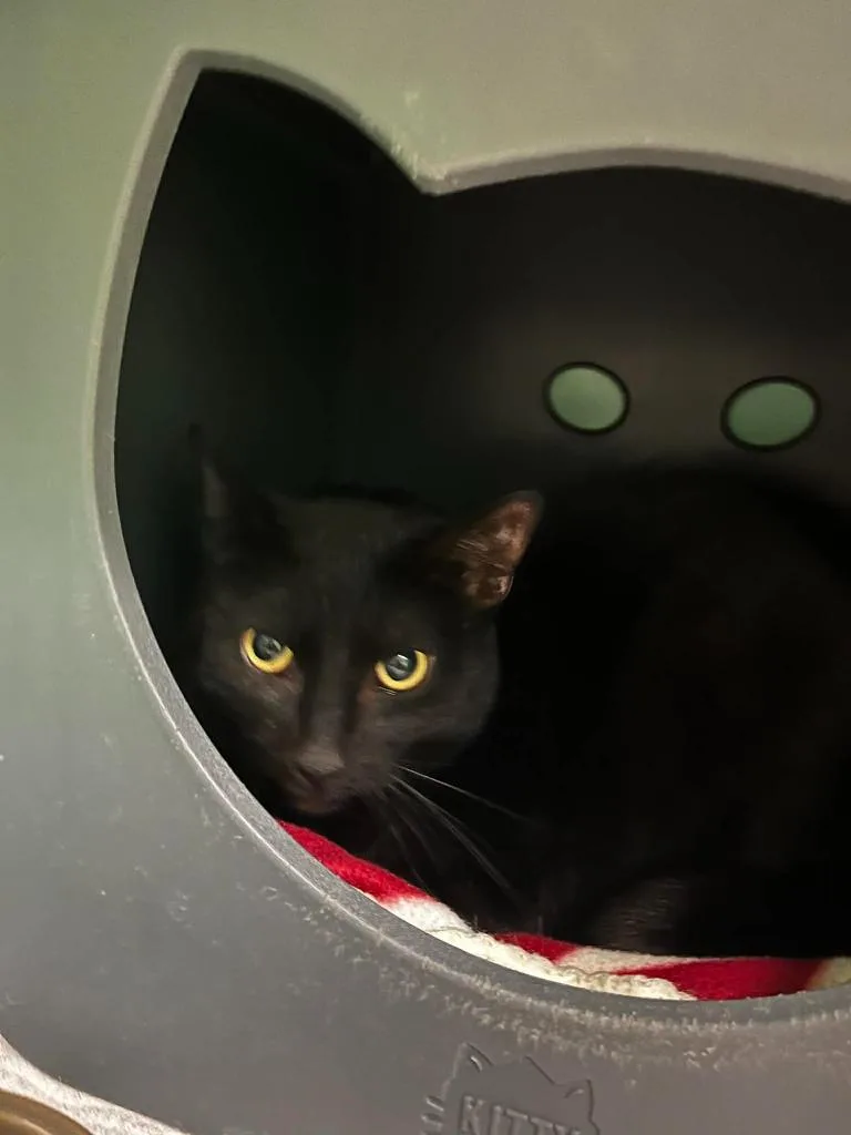 An adult large-sized female Domestic Short Hair cat named Luna for adoption in Utica, MI