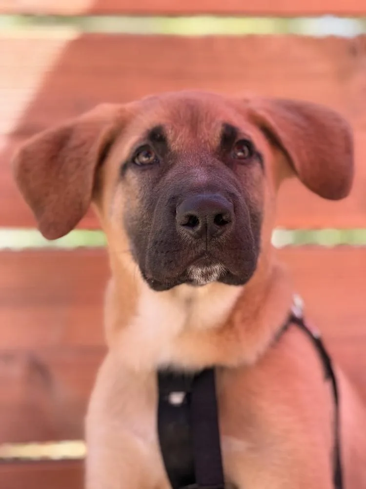 A baby large-sized male German Shepherd Dog dog named Hank for adoption in Pleasant Hill, CA