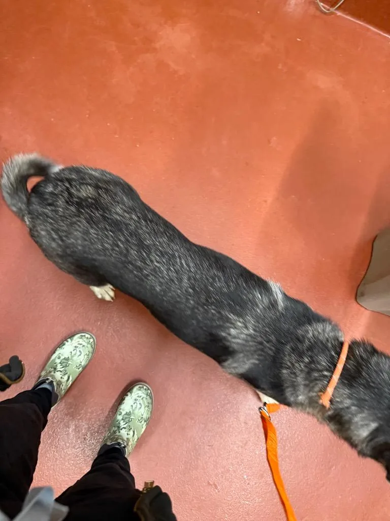 Toadette thumbnail 2