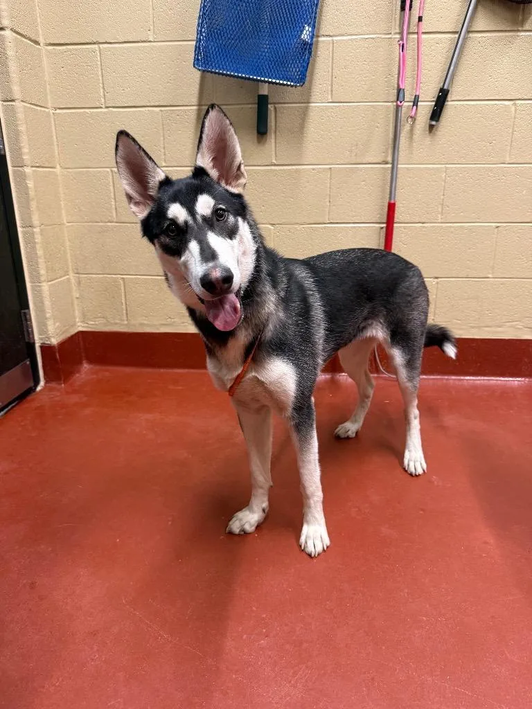 Toadette thumbnail 3