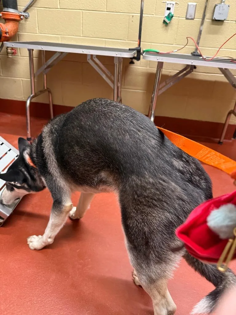 Toadette thumbnail 4