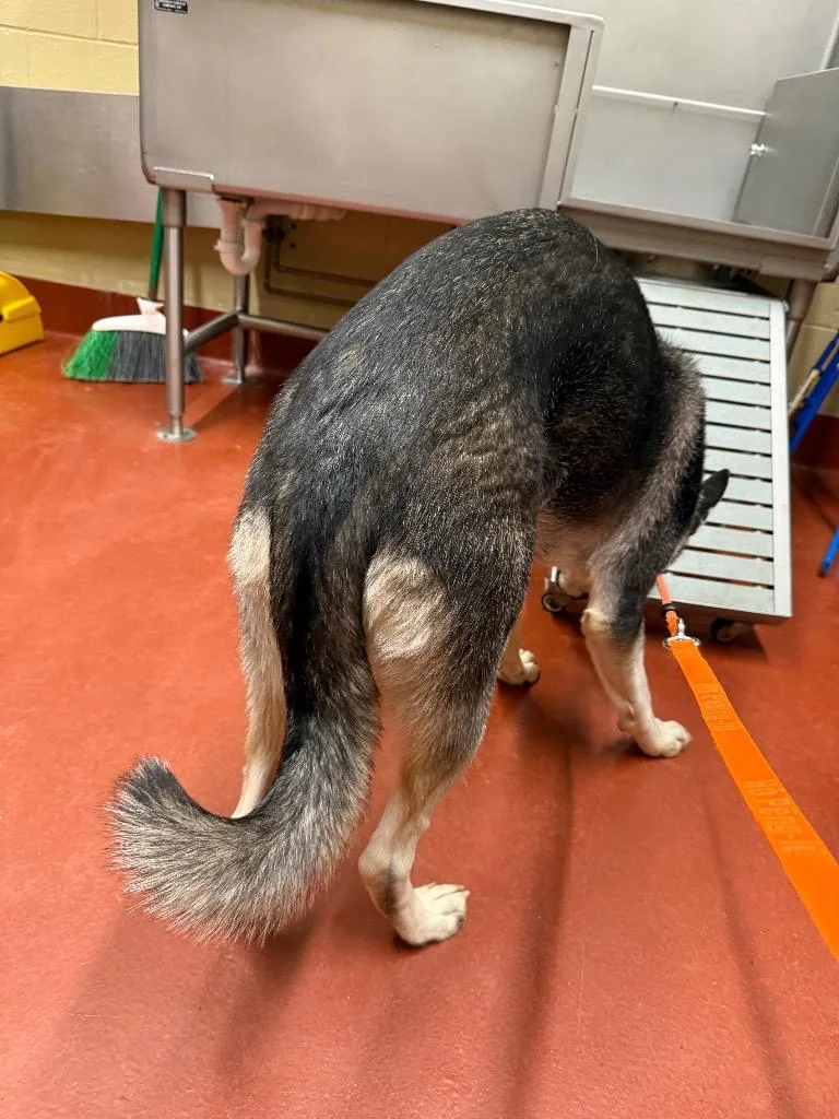 Toadette thumbnail 5