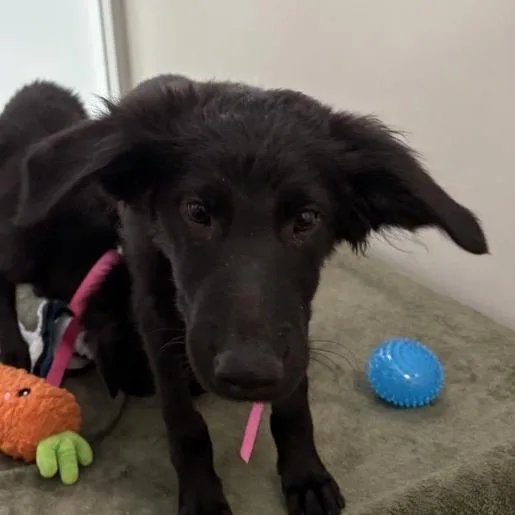A baby medium-sized male Mixed Breed dog named Rocko for adoption in Middletown, RI