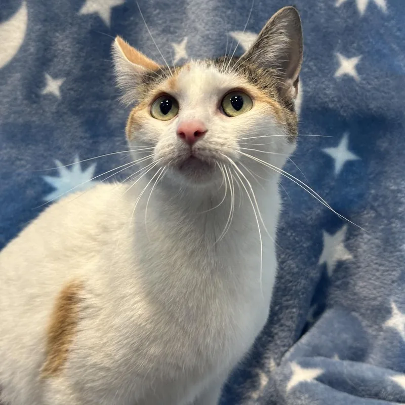 An adult medium-sized female Calico Domestic Short Hair cat named Miss Spider for adoption in Matteson, IL