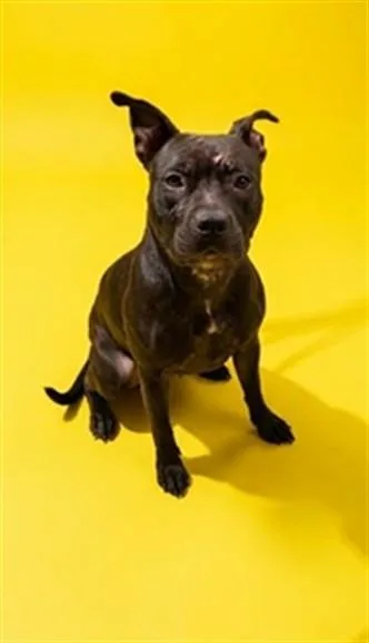 An adult medium-sized female Mixed Breed dog named Miata for adoption in Jacksonville, FL