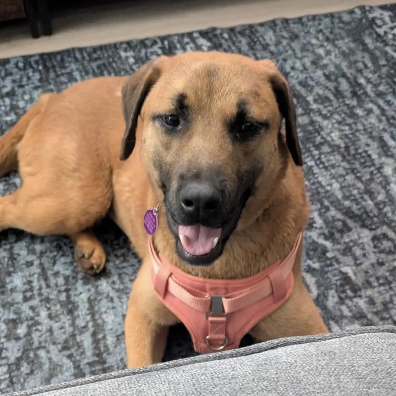 A young medium-sized female Black Shepherd dog named Ello for adoption in Columbia, SC