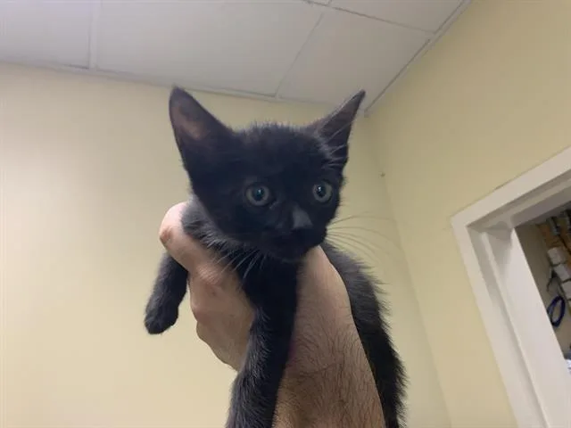 A baby medium-sized female Domestic Short Hair cat named Ash for adoption in Sacramento, CA