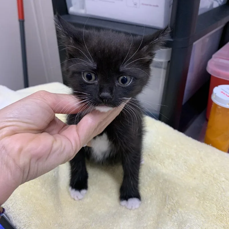 A baby small-sized female Black Domestic Short Hair cat named Patches for adoption in Morganton, NC