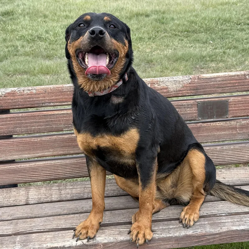 An adult large-sized female Black Rottweiler dog named Vega for adoption in Eagle, CO
