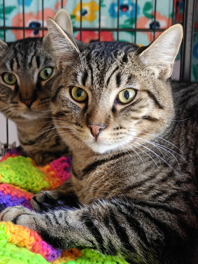 An adult medium-sized male Tabby (Buff / Tan / Fawn) Domestic Short Hair cat named Draco & Qadu for adoption in New Britain, CT