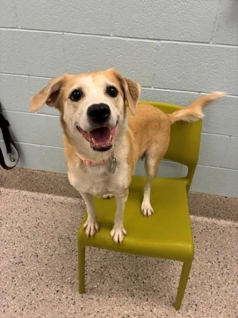 An adult medium-sized female Beagle dog named Piglet for adoption in Brighton, CO