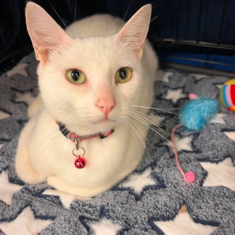 A young medium-sized female White Domestic Short Hair cat named Joy Elizabeth for adoption in Concord, CA